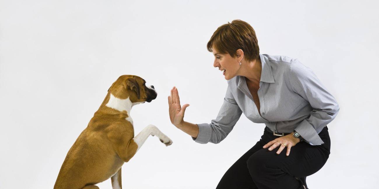 Как отучить собаку прыгать на людей: методы для любого возраста | ваши питомцы