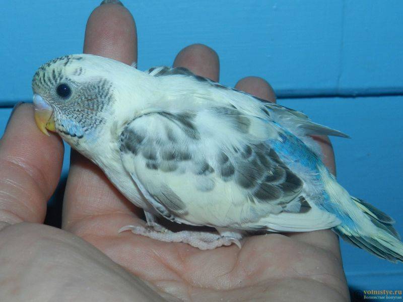 [новое исследование] разновидности волнистых попугайчиков: необычные окрасы и их фото
