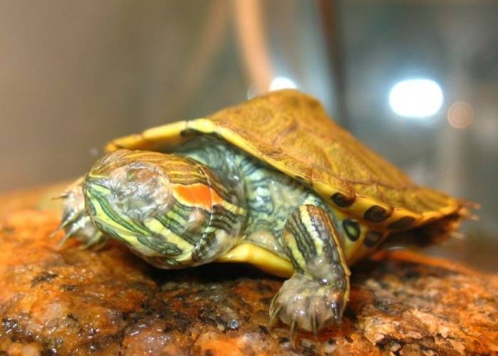 Как приручить красноухую и сухопутную черепаху