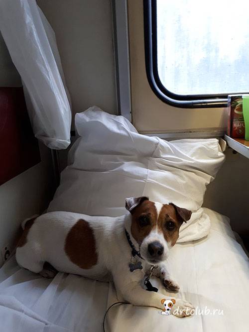 Правила перевозки собак: в поезде, самолете, автобусе, электричке, авто | petguru