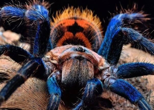 Топ 10 самые красивые пауки в мире