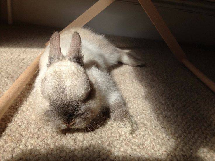 Как спят кролики: сколько и как часто, особенности сна