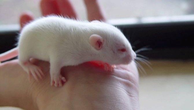 Белая крыса: «подопытный кролик» или домашний любимец?