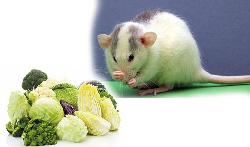 Чем можно и нельзя кормить домашнюю крысу