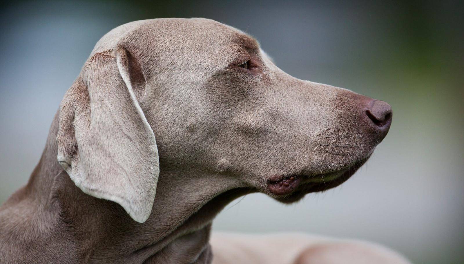 Характеристика веймарской легавой породы собак: особенности внешности