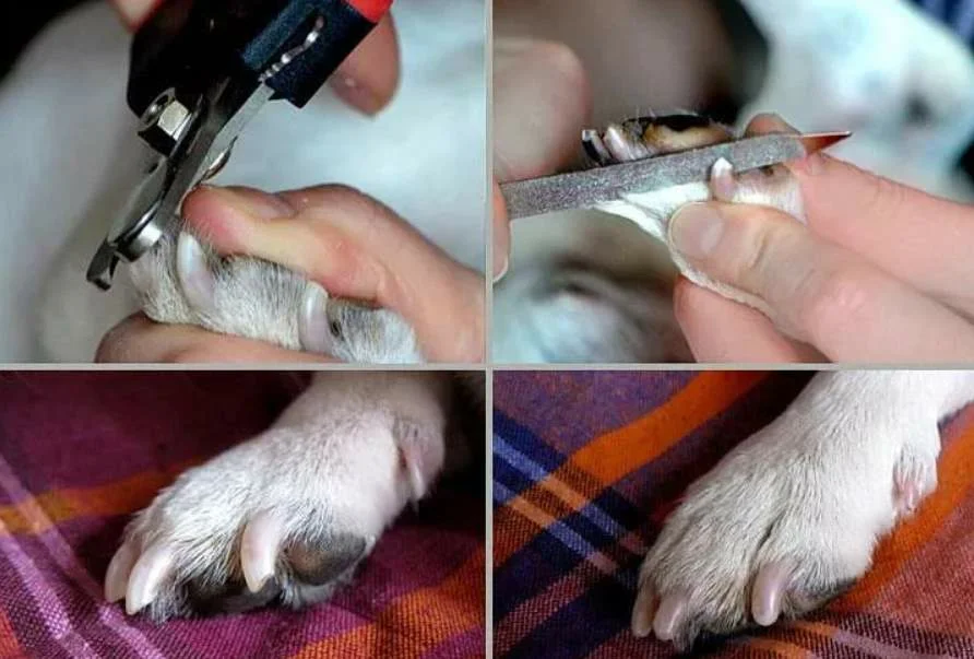 Как самостоятельно подстричь когти кошке
