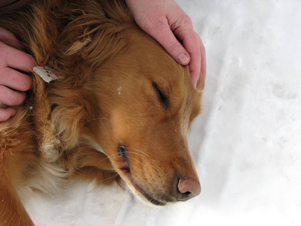 Собаку рвет кровью: причины, первая помощь и лечение, диагностика крови в рвоте у собаки