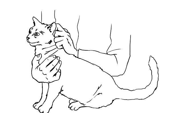 Что делать если кот подавился: симптомы, первая помощь