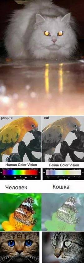 Как видят кошки наш мир и различают ли цвета: особенности зрения кошек (подробный обзор всех особенностей и отличий)