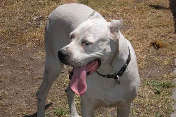 Опасные породы собак — списки топ-10 пород за рубежом и в россии