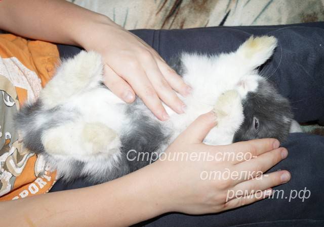 Вздутие живота у кроликов. причина и лечение - домашние животные