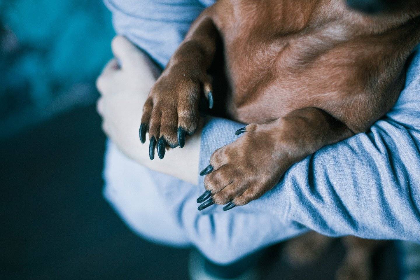 Как отучить щенка или собаку кусаться: причины укусов, методы воспитания взрослой или молодой особи,как отучить собаку кусаться за руки и за ноги
