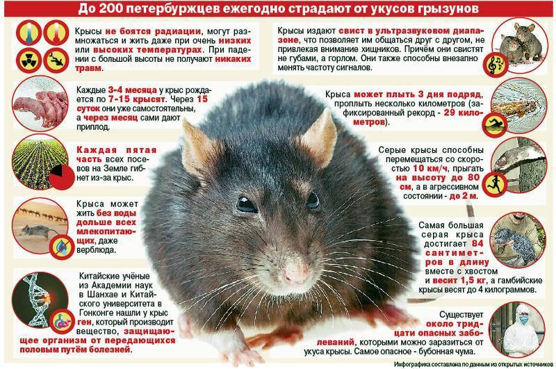 Чем отличается мышь от крысы? / как избавится от насекомых в квартире