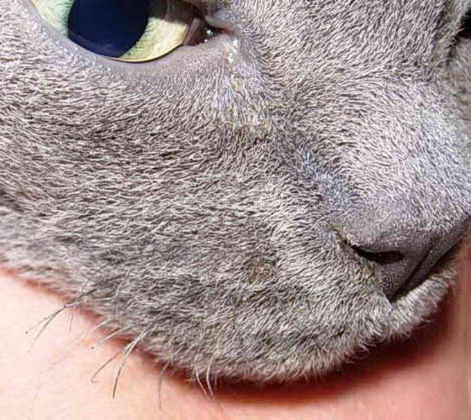 У кошек и котов ломаются усы- почему? обзор +видео