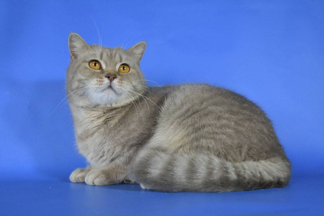 Шотландская прямоухая кошка (скоттиш-страйт) – фото, описание, характер