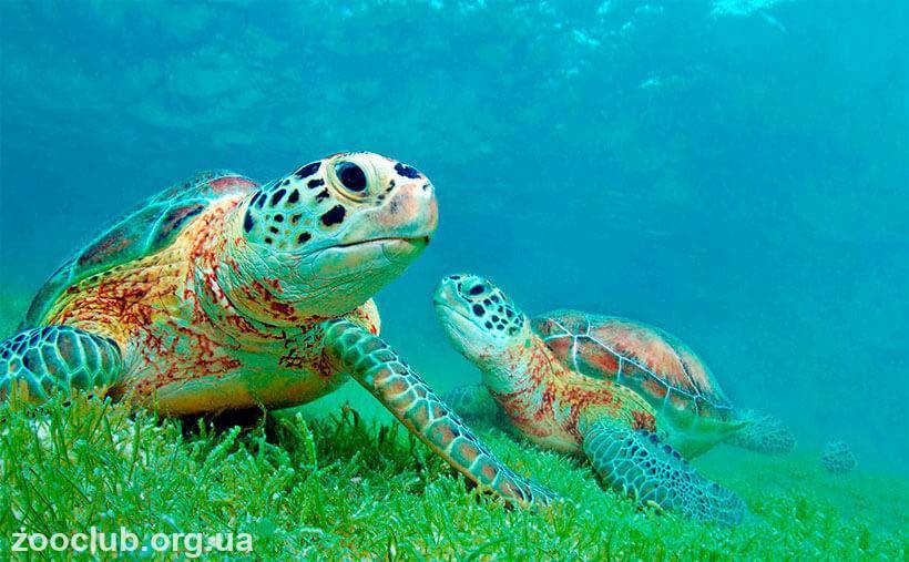 Среда обитания зеленой черепахи. Зеленая морская черепаха. Зеленая суповая черепаха. Интересные факты о зелёной морской черепахи. Зеленая (суповая морская черепаха).