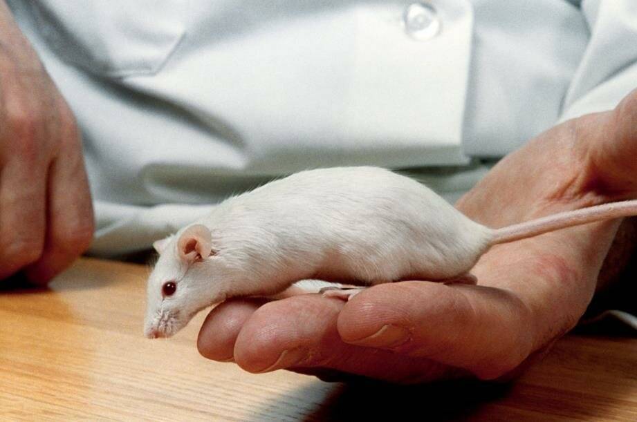 Что делать если в квартире завелась крыса?