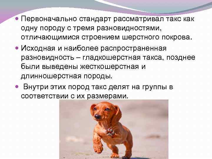 Такса
