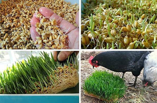Как прорастить овес для попугая: инструкция как вырастить свежую травку из проса, пшеницы и других видов зерна в домашних условиях