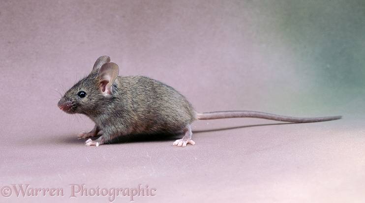 Чем питаются мыши в дикой природе и в домашних условиях