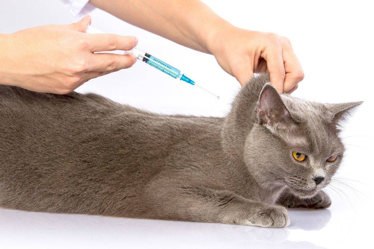 Как сделать укол кошке в холку: нюансы подкожной инъекции, выбор инструментов, проведение процедуры поэтапно