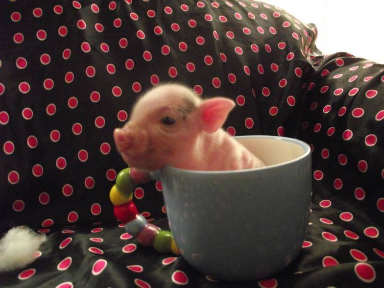 Домашняя свинка мини-пиг