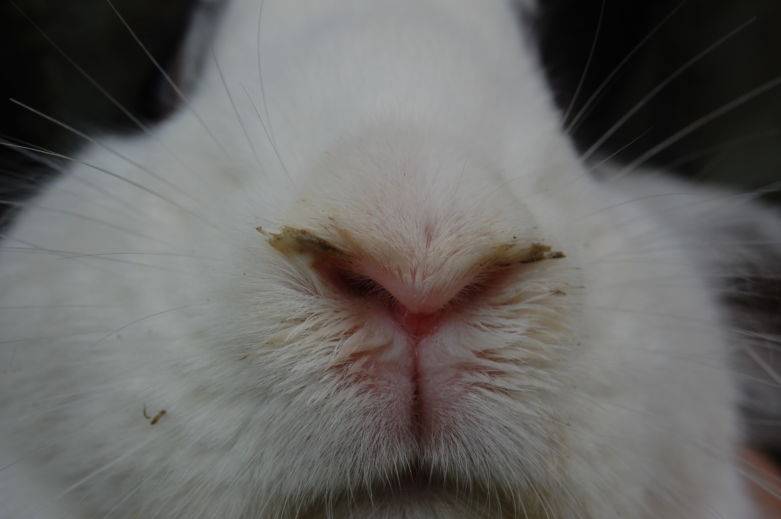 Почему кролики чихают: причины, симптомы, лечение и профилактика ринита у животных