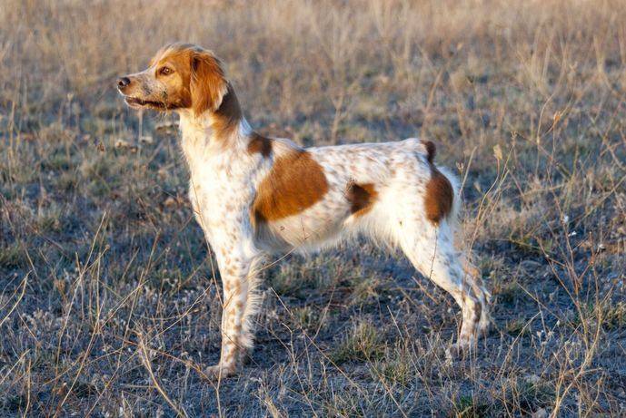 Порода собаки бретонский эпаньоль: характеристики, фото, характер, правила ухода и содержания - petstory