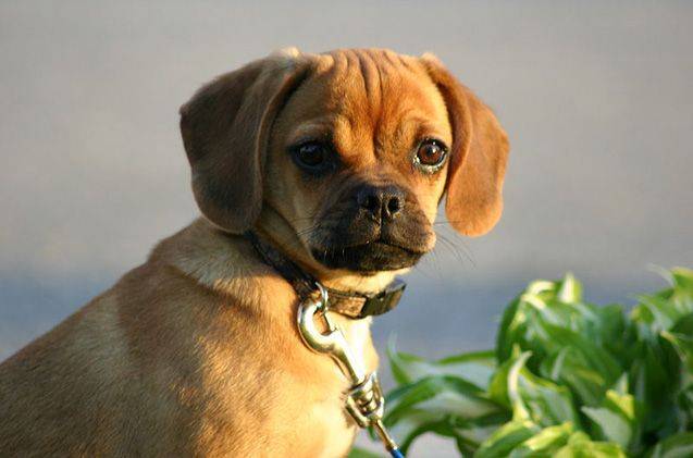ᐉ описание породы собак пагль с отзывами владельцев и фото - zoogradspb.ru