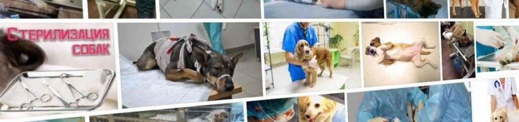Можно ли стерилизовать собаку во время течки