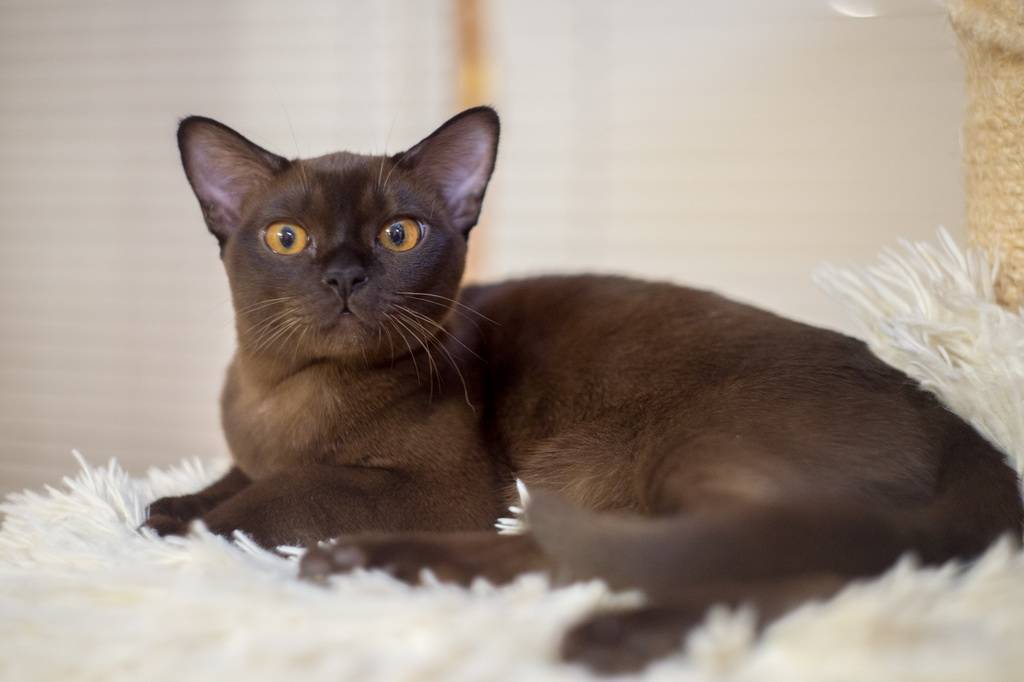 Бурманская кошка: фото, характер, описание породы, цены