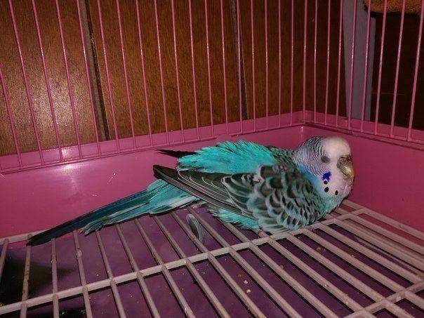 Почему попугай стал вялым? | болезни попугаев
что может привести к вялости попугая? | болезни попугаев