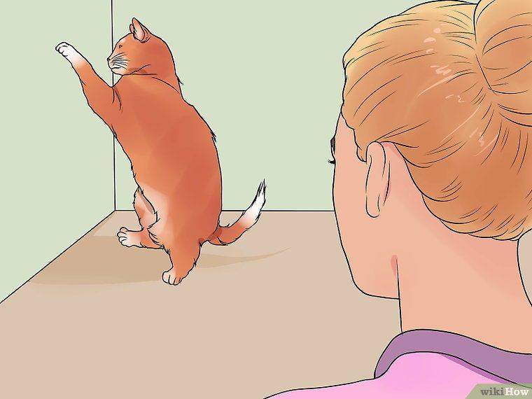 Как помочь кошке при течке и как ее успокоить?