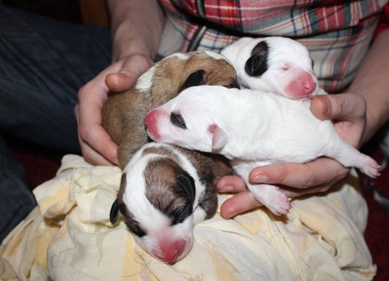 Когда щенки после рождения открывают глаза, приобретают слух и как правильно следить за их здоровьем