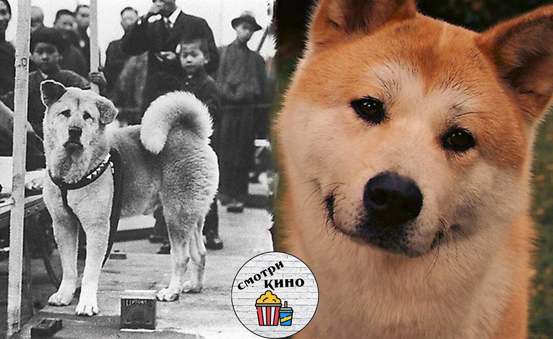 ᐉ порода собаки из фильма хатико: реальная история и отражение её в культуре - zoovet24.ru