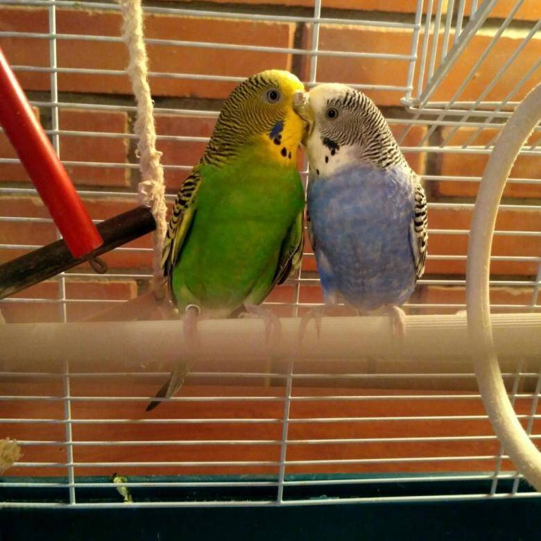(обновлено) волнистый попугай: уход и содержание в домашних условиях, продолжительность жизни, болезни, цена и покупка
