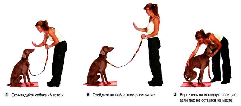 Как правильно дрессировать собаку в домашних условиях -с какого возраста дрессируют собак и можно ли это сделать самому - советы и видео - лапы и хвост
