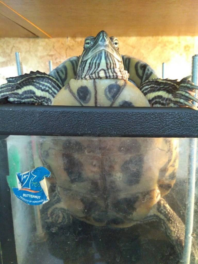 Как мыть красноухою черепаху в домашних условиях, купание