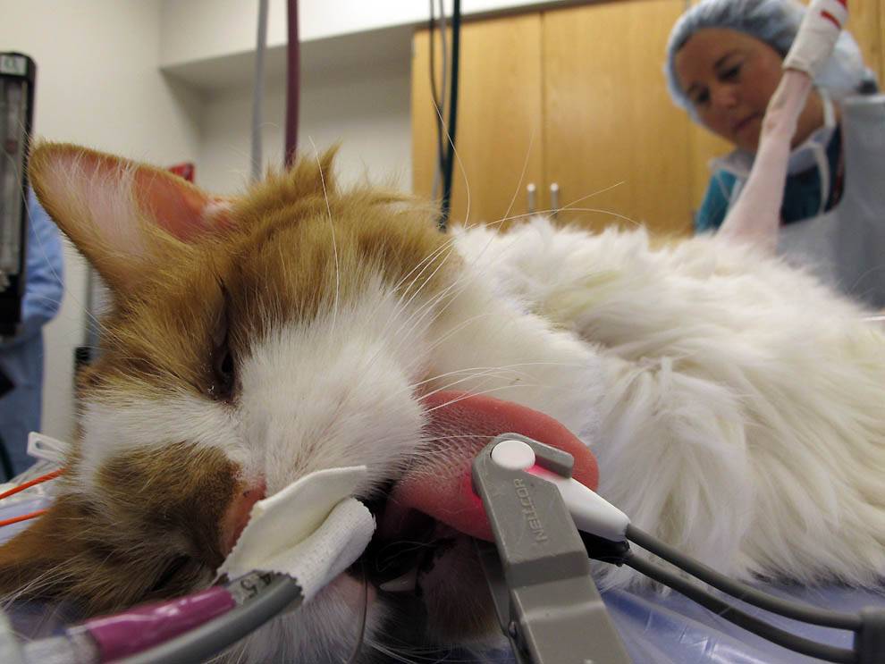 Подготовка кошки к стерилизации: что делать и какие нужны анализы?