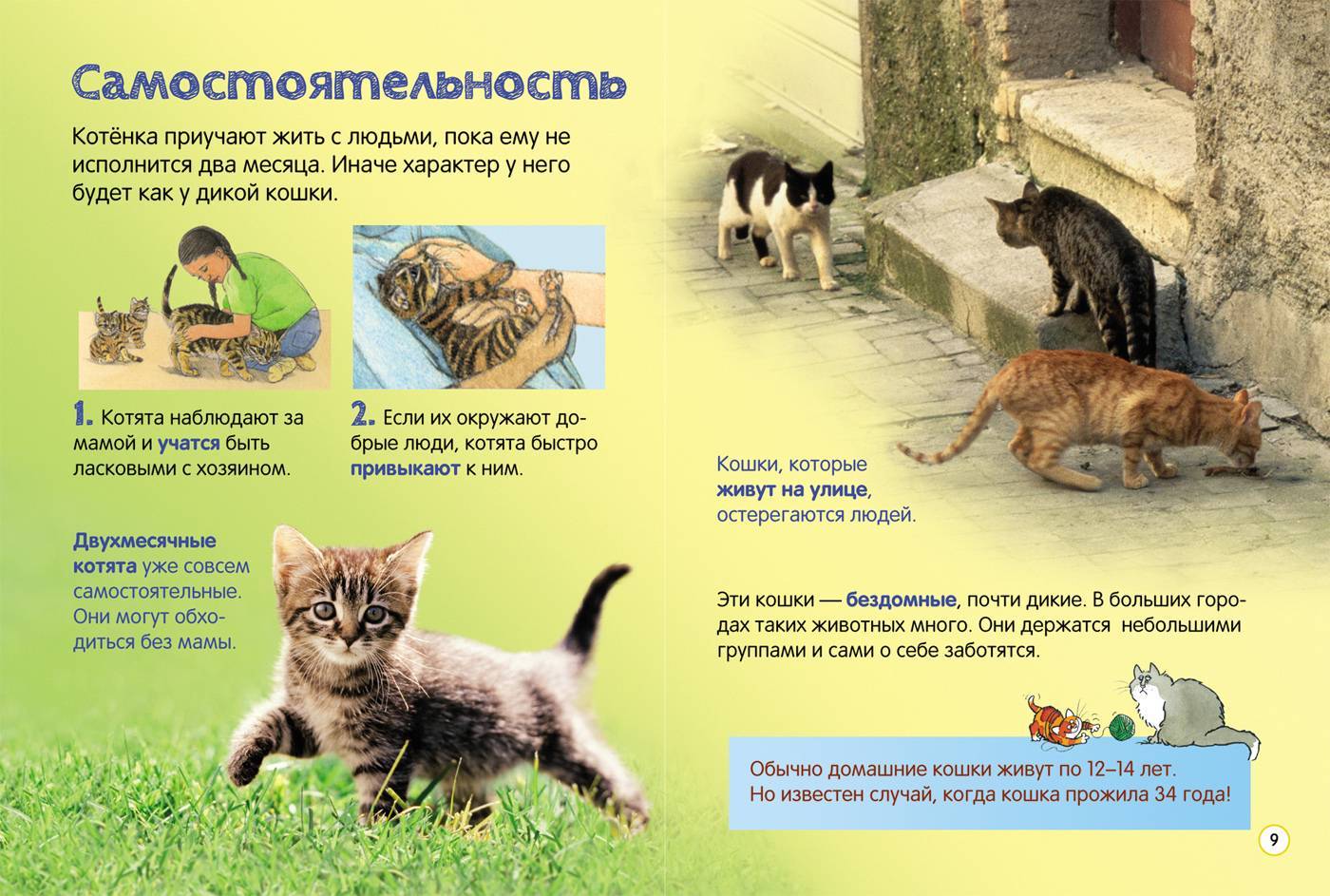 Интересные факты о кошках и котах