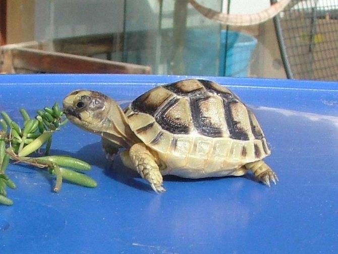 Сколько стоит красноухая черепаха в зоомагазине