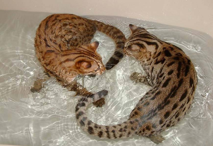 Породы кошек, которые любят купаться - gafki.ru