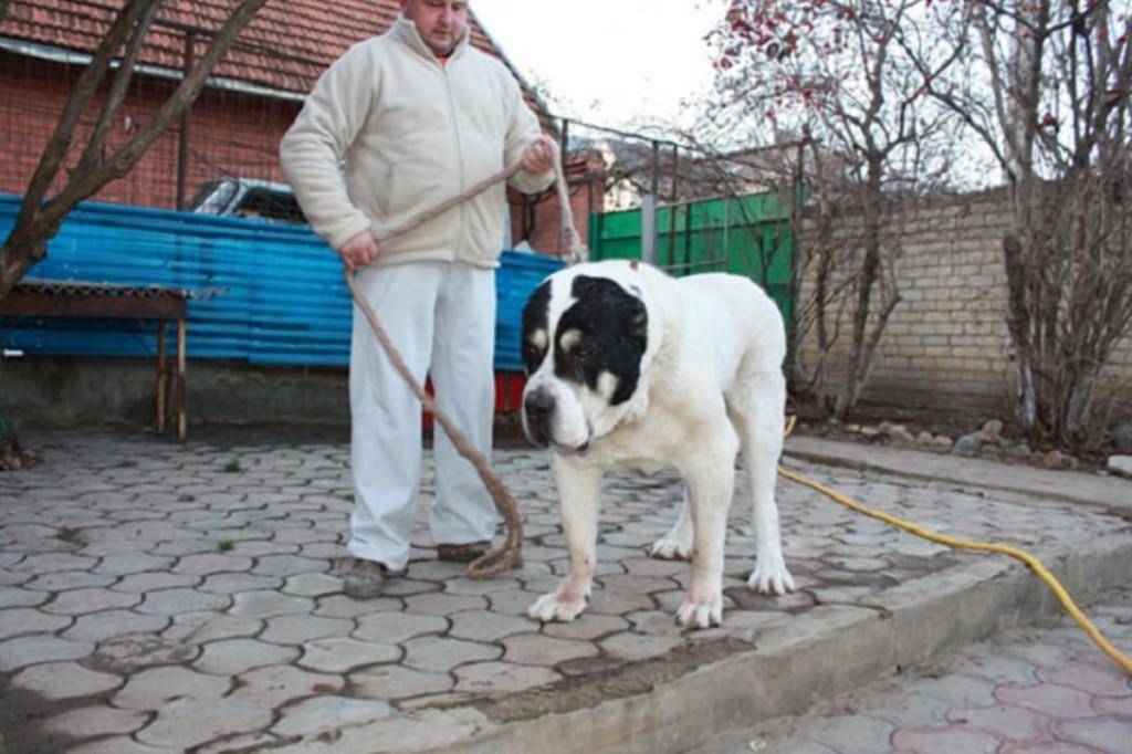 Фото собаки по кличке бульдозер