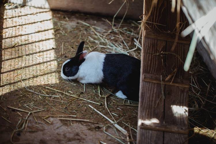 Почему кусается декоративный кролик: причины и их устранение | огородники