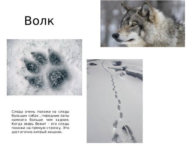 Бегу по следам песня. Следы волка и собаки отличие на снегу. Отличие следа волка от следа собаки. Отличие волчьего следа от собаки. Как отличить следы волка от собаки на снегу.