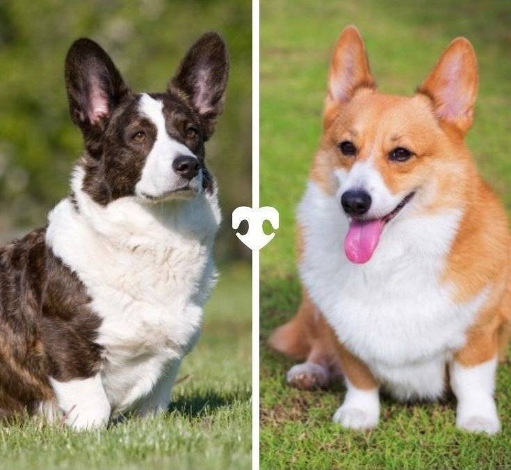 Вельш-корги кардиган и пемброк — отличия, фото пород собак