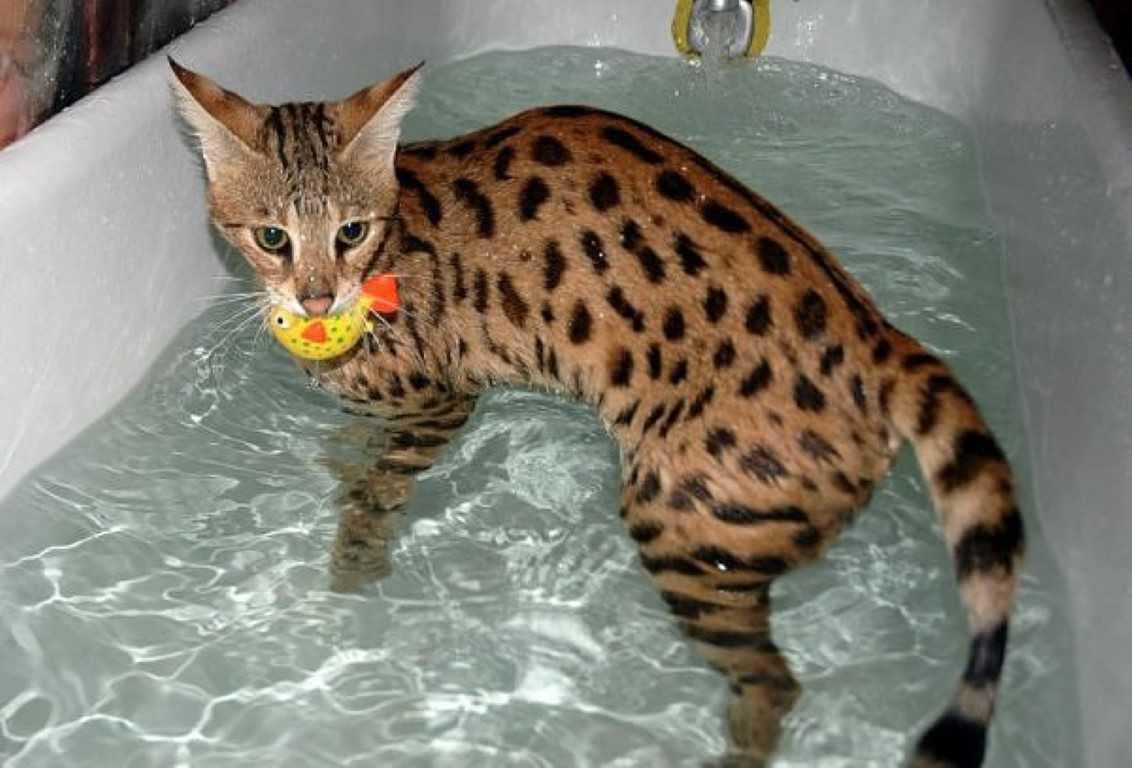 Какая порода кошек любит купаться