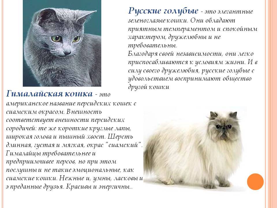 Русская голубая кошка: фото, цена котенка, интересные факты, описание породы, история выведения