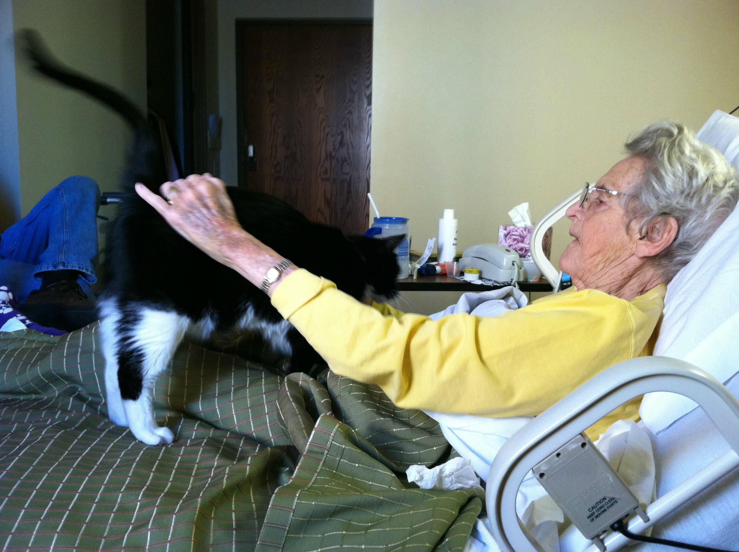 Кошкотерапия. как кошки лечат людей » перуница
