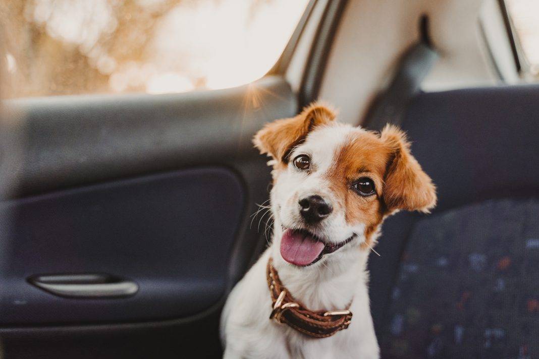 Собаку укачивает в машине: почему, что делать, какие таблетки давать